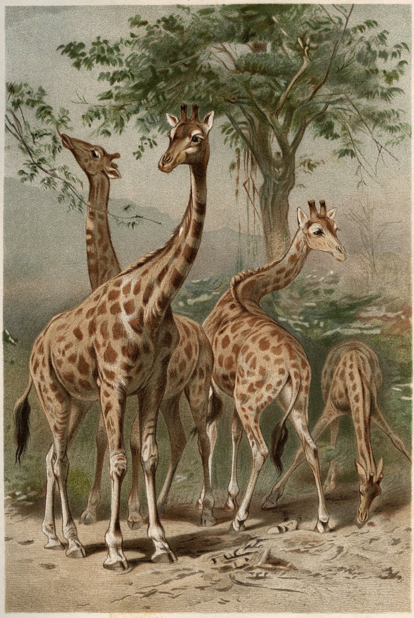 Giraffa - La giraffa (Giraffa camelopardalis) - incisione da "Brehm