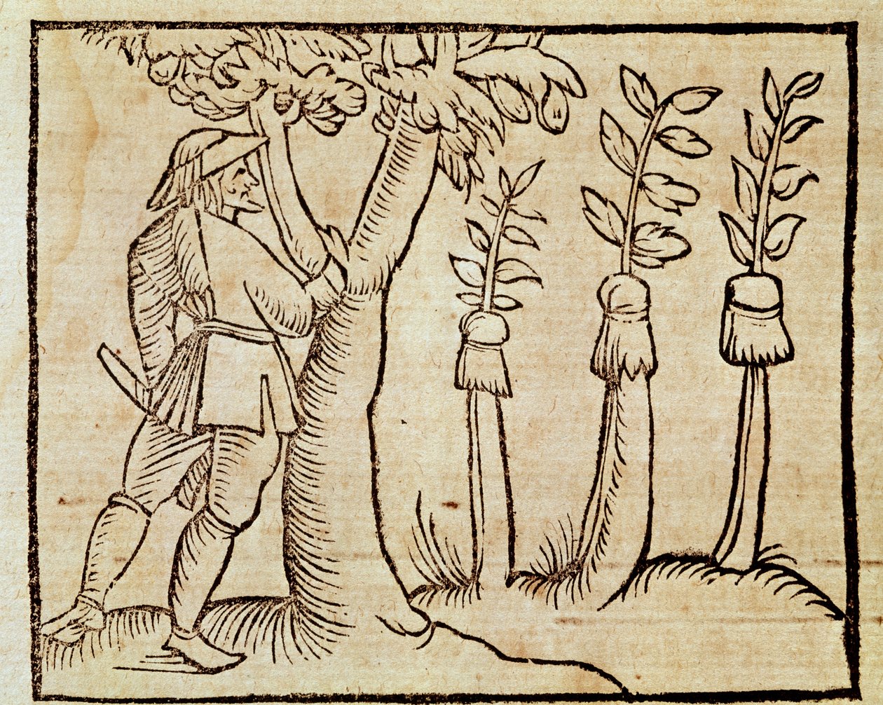 Innesto degli alberi, illustrazione dal De Agricoltura Vulgare, di Pier Crescenzio (1233-1320), edizione pubblicata a Venezia da Unknown artist