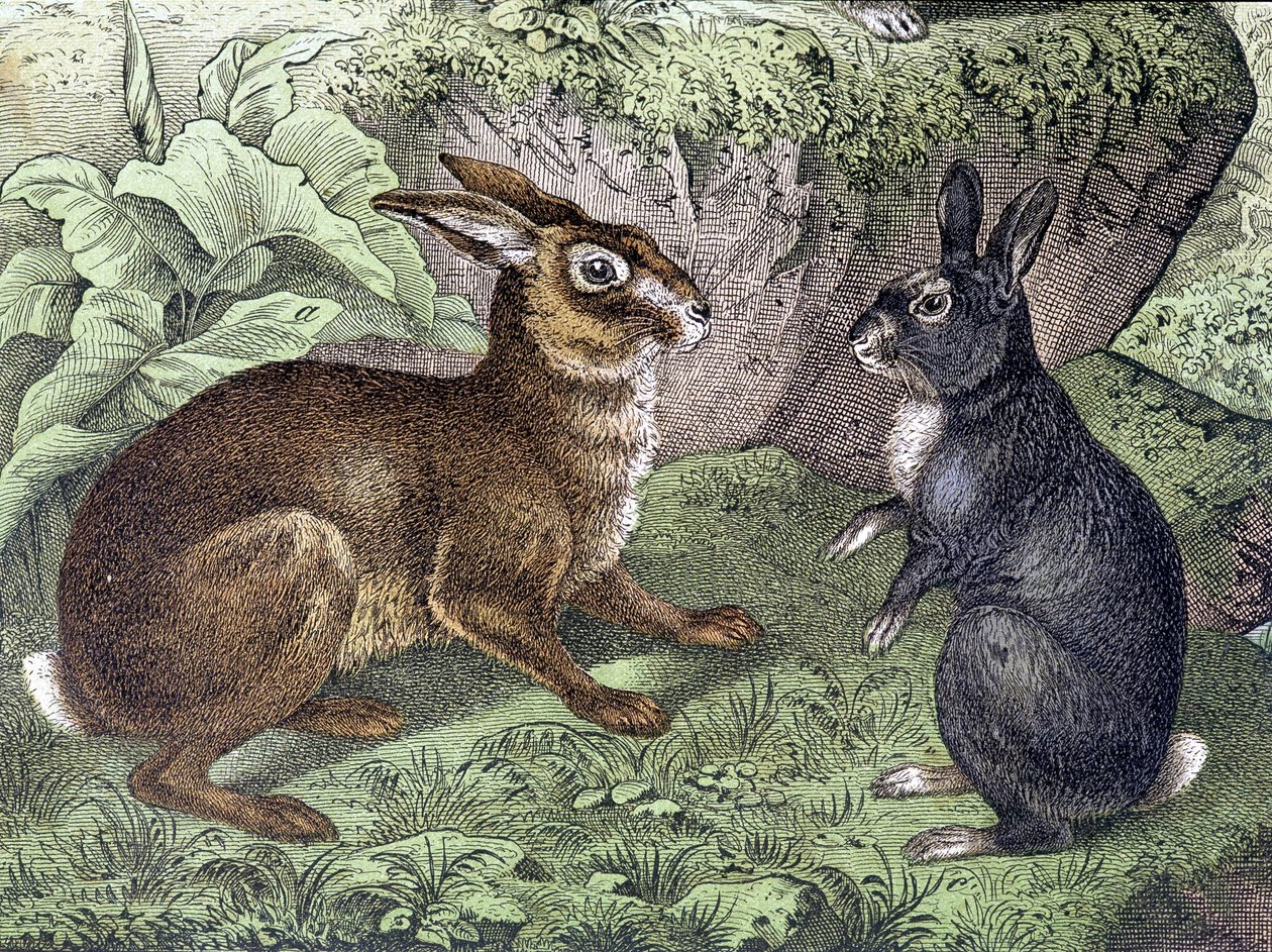 Lepre e Coniglio - in "Storia naturale dei mammiferi", ed. Schreiber da Unknown artist