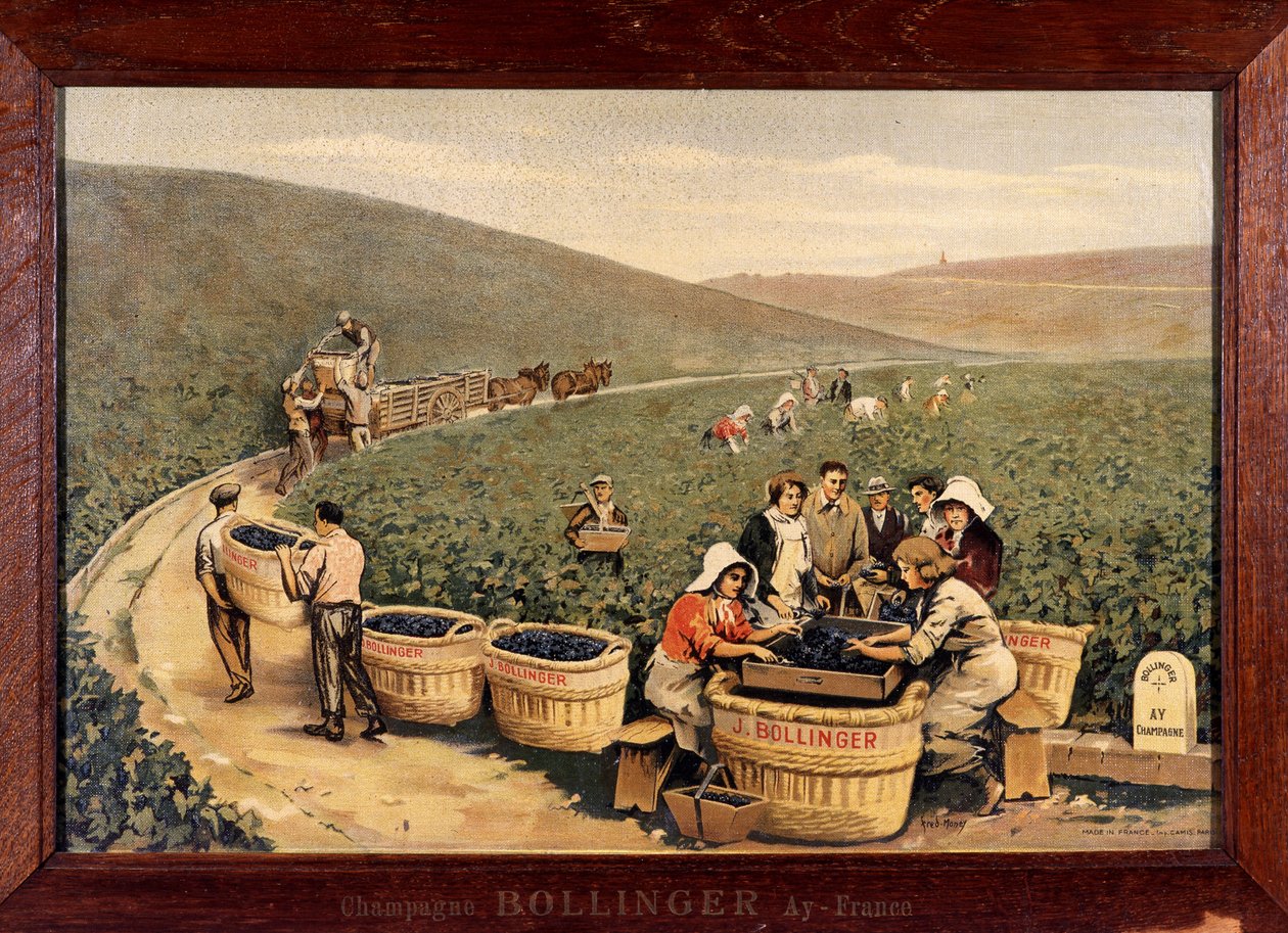 Vendemmia a Bollinger. 1900 circa. da Unknown Artist