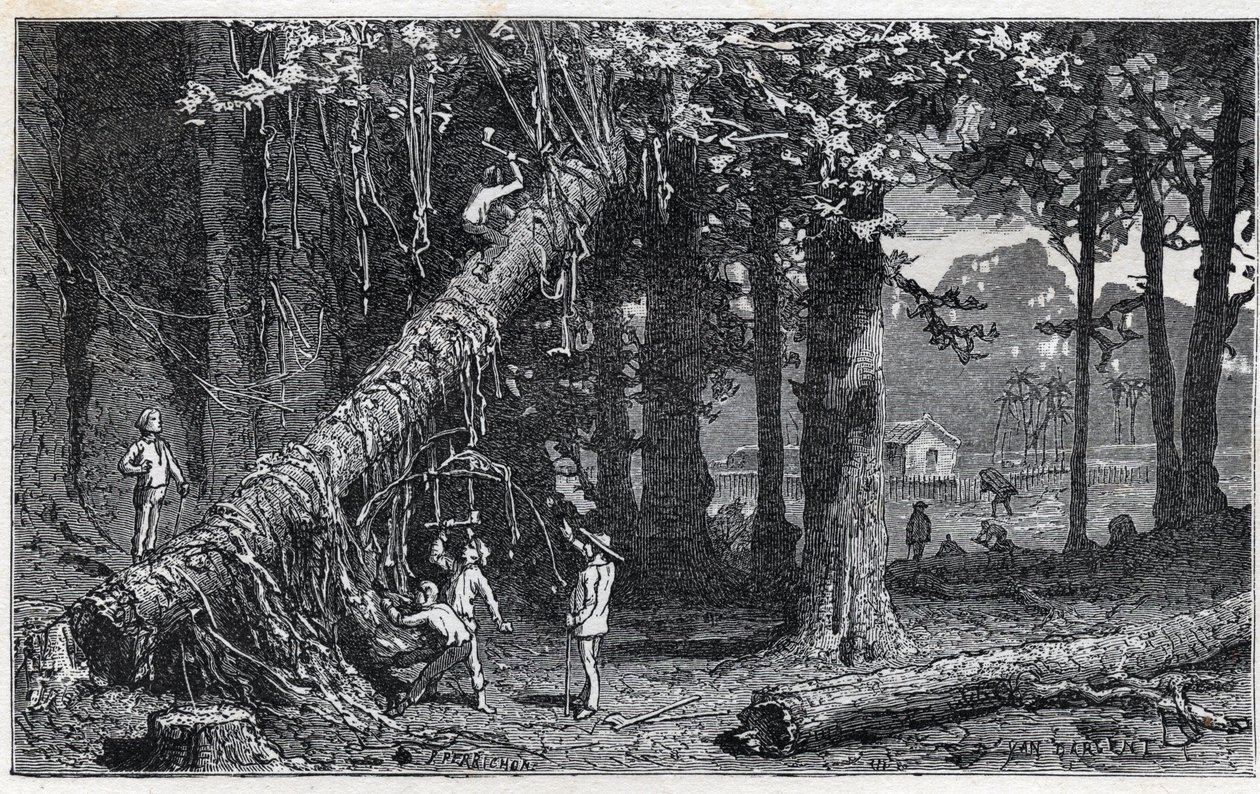 Raccolta della corteccia di china - Quinquina (Cinchona officinalis) da Unknown artist