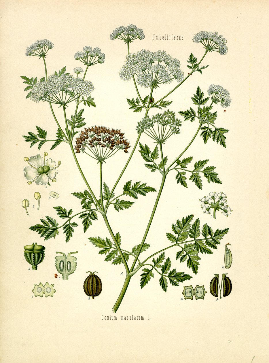 Cicuta da Unknown artist