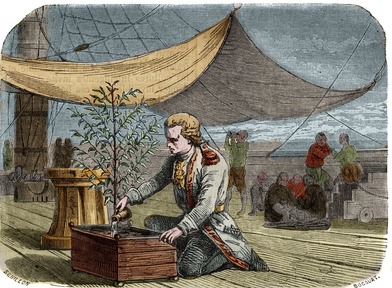 Storia del caffè: Capitano Gabriel de Clieu (1687/1678- circa 1774), incaricato dal re Luigi XIV nel 1725 di portare a Martinica una pianta di caffè, condivide con essa la sua razione d