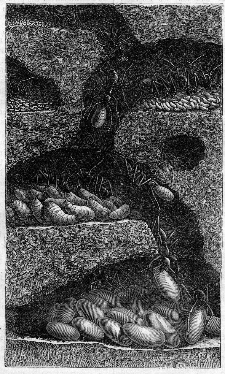 Deposizione di uova e larve in una formica. Incisione in “Il giornale della Gioventù” del 1888. da Unknown artist