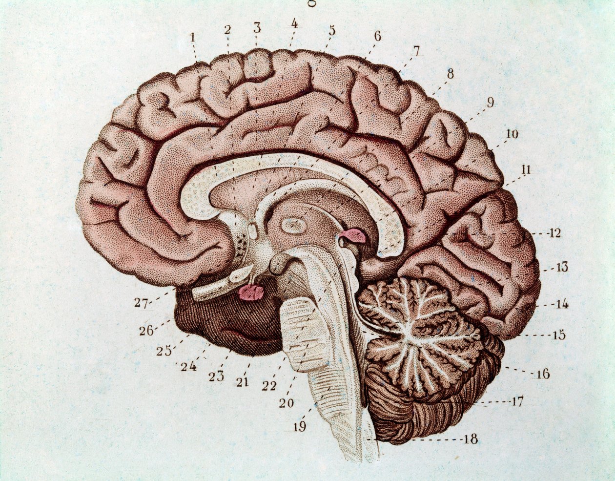 Sezione del cervello umano con emisferi cerebrali e cervelletto (incisione) da Unknown artist