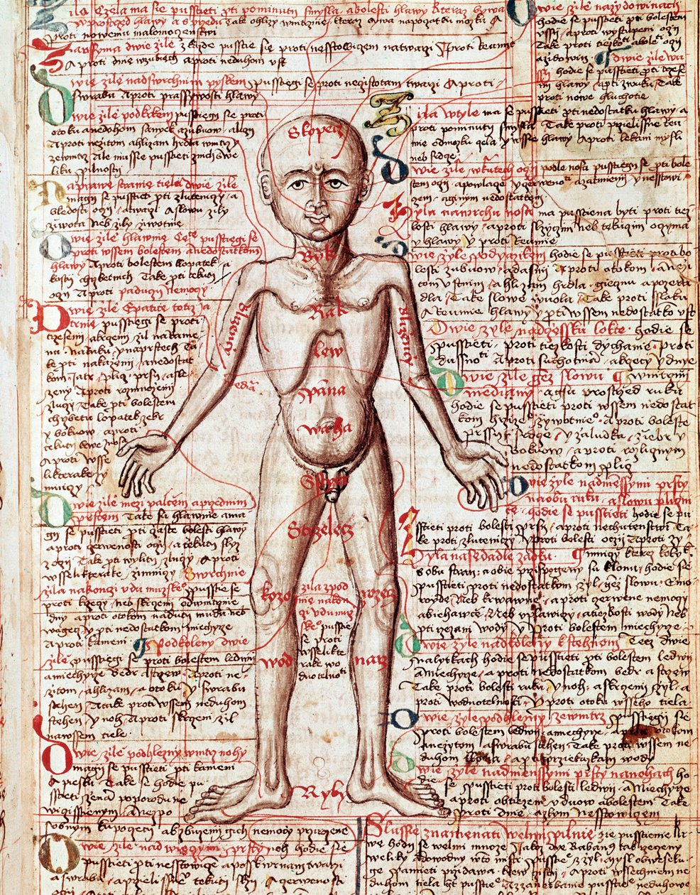 Corpo umano Incisione da 