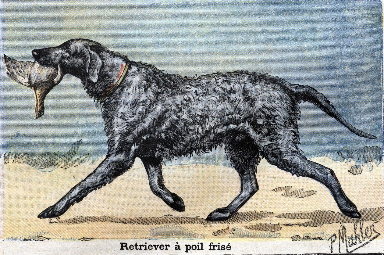 Cane da caccia: Retriever a pelo riccio da Unknown artist