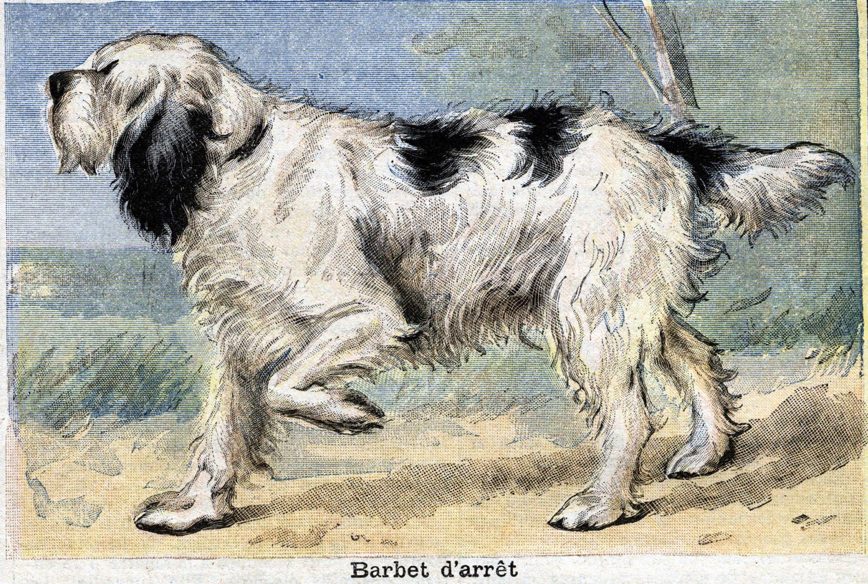 Cane da caccia: Stop Barbet da Unknown artist