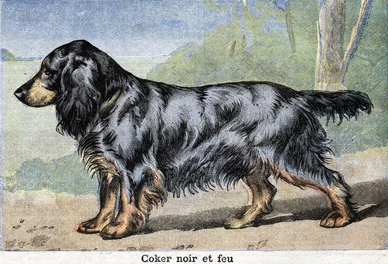 Cane da caccia: Cocker nero e fuoco da Unknown artist