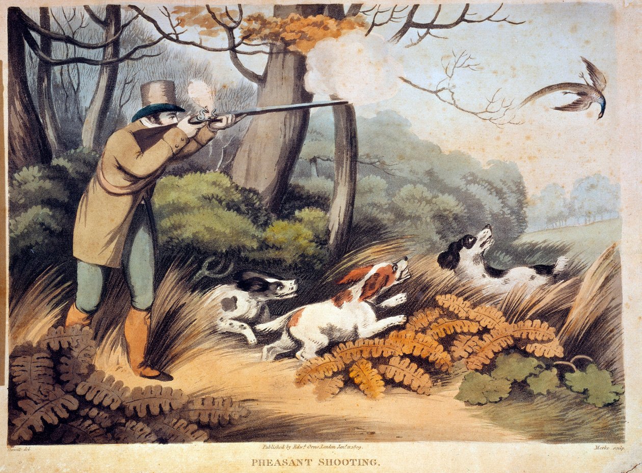 Caccia ai fagiani in Inghilterra. Incisione del XIX secolo. Gien, museo della caccia da Unknown artist