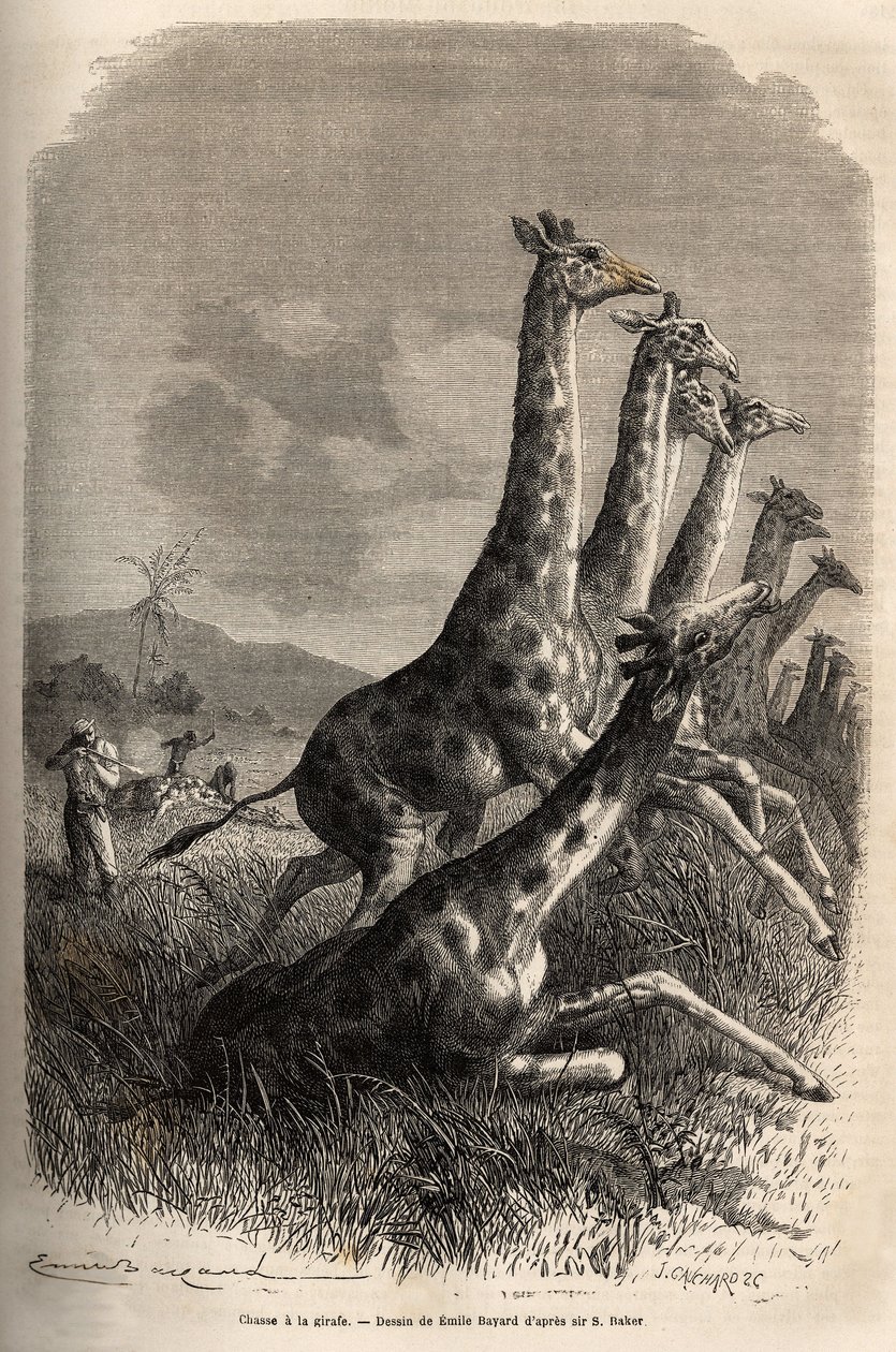 Caccia alla giraffa, il narratore spara alla sua preda e le sue guide completano una prima giraffa colpita. Incisione per illustrare l