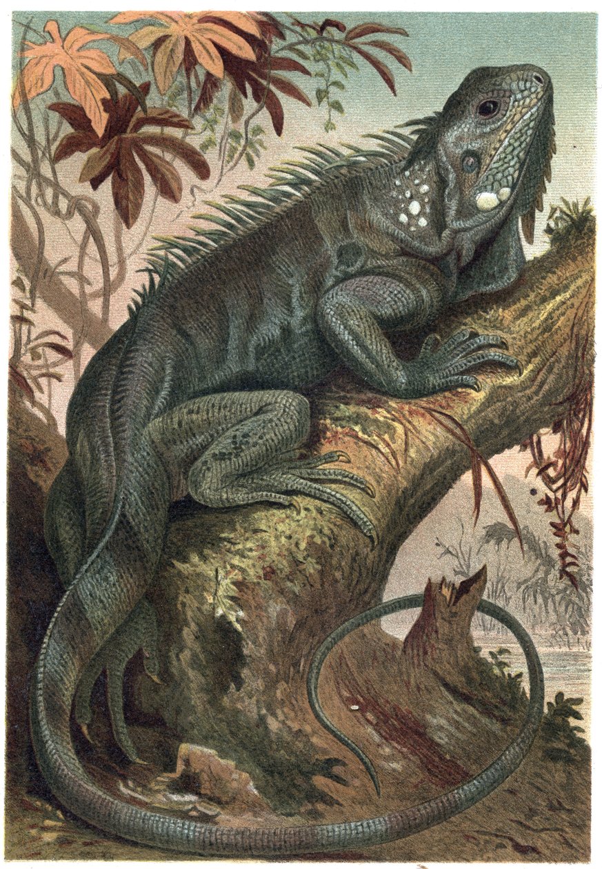 Iguana - Iguana (lucertole erbivore) - incisione da 