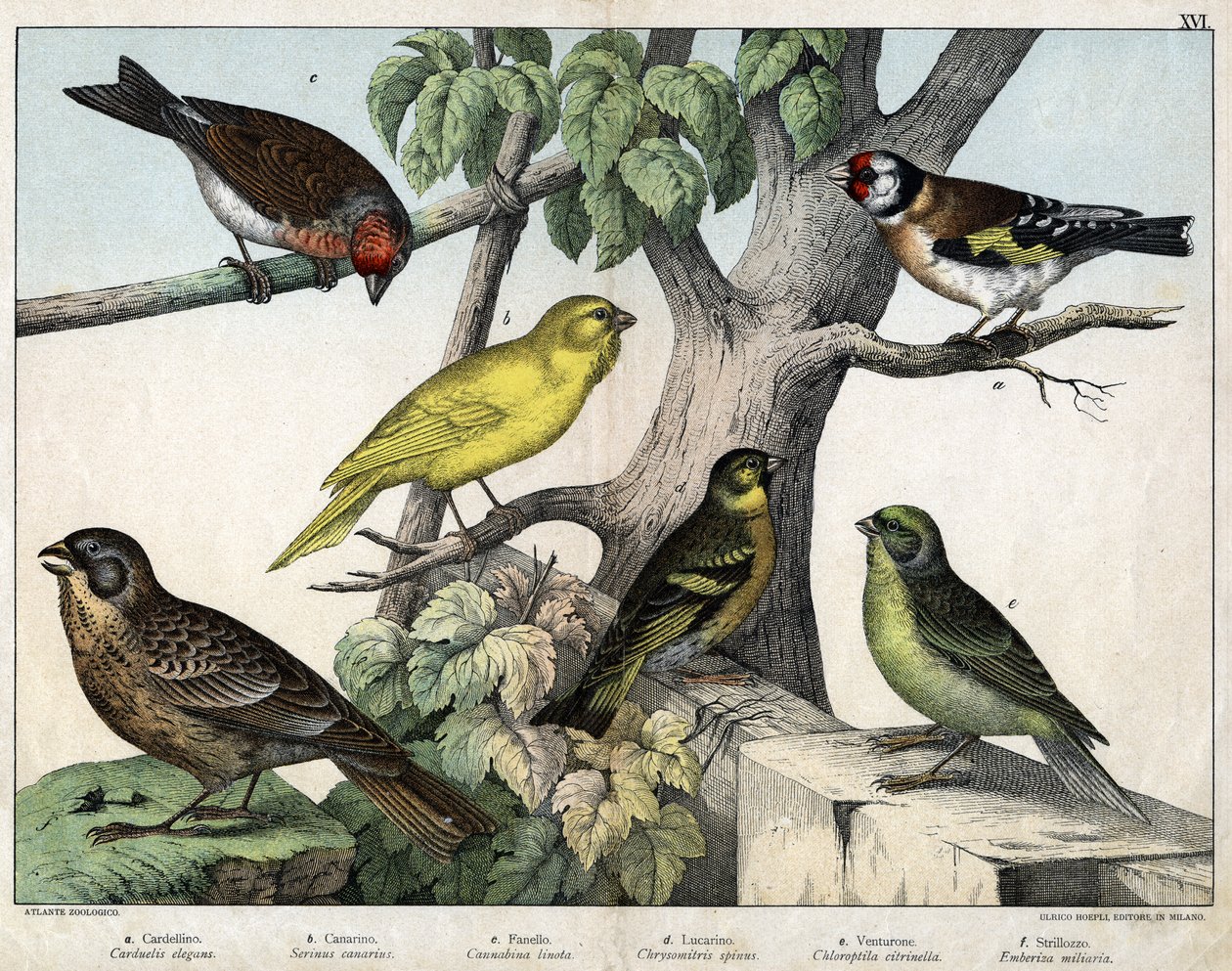 Illustrazione per "Storia naturale degli uccelli", ed. Hoepli, Milano da Unknown Artist