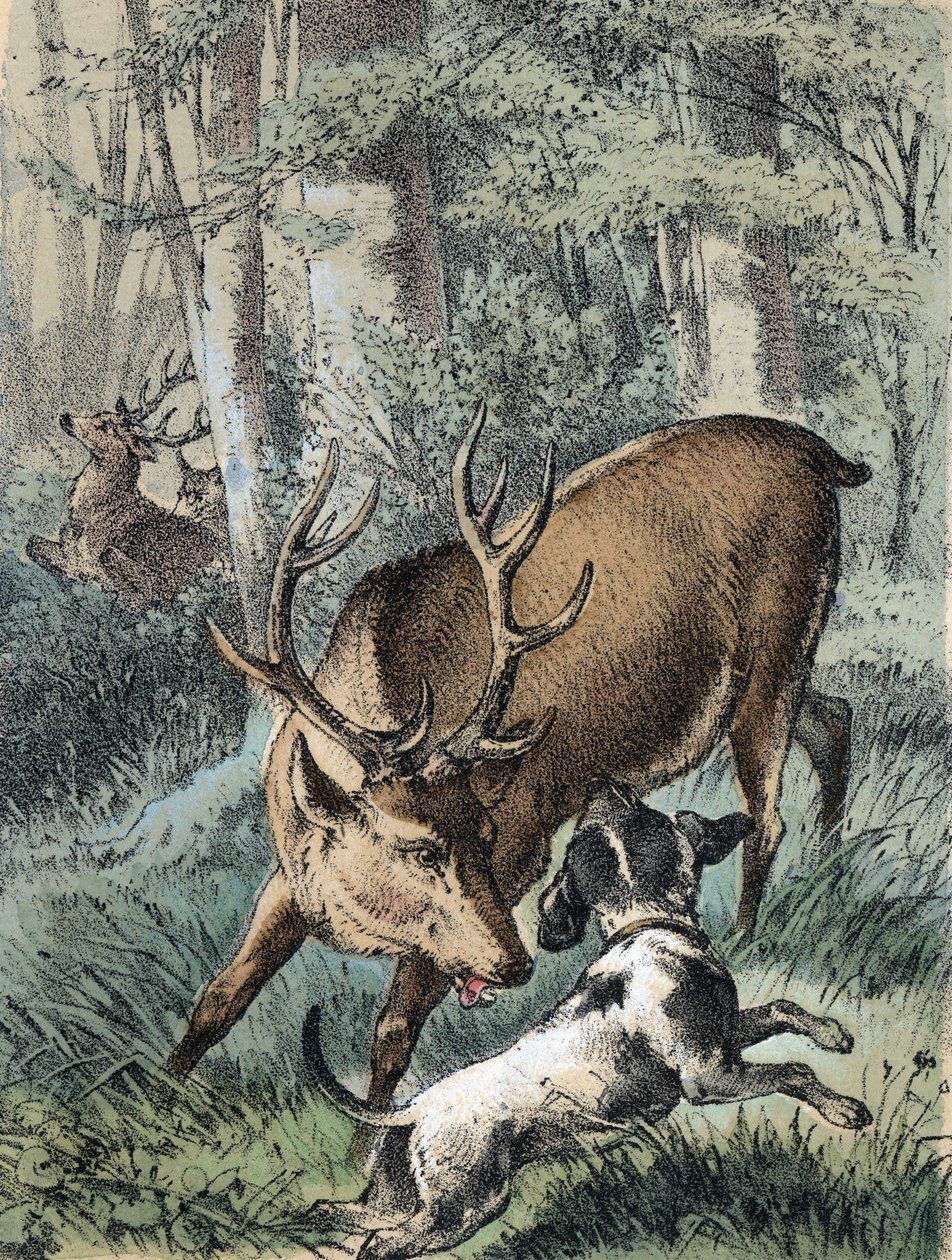 Illustrazione dei racconti di Franz Hoffmann 