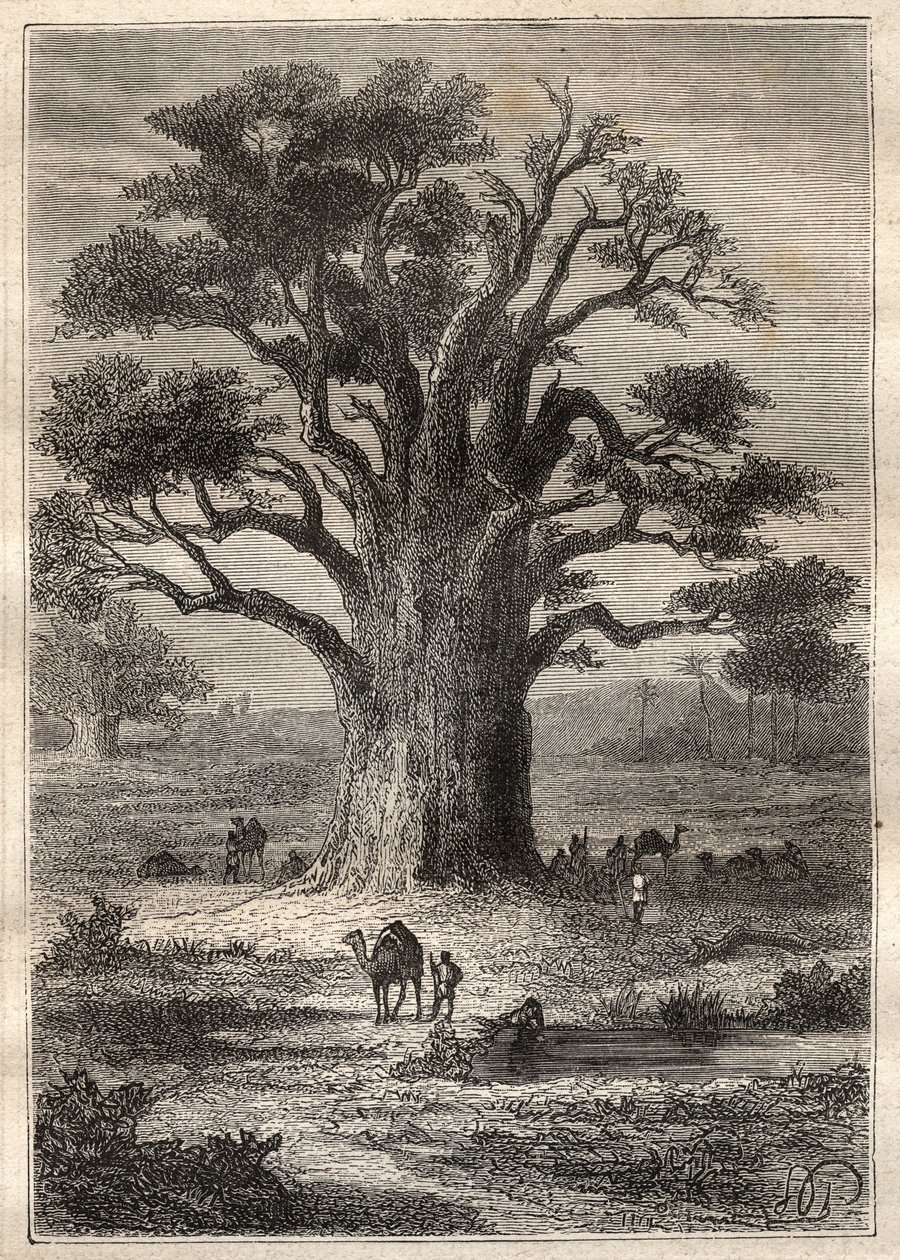 Viaggio (1798) di Frederic Conrad (Konrad) Hornemann (1772-1801) a Fezzan (Libia): un baobab - illustrazione tratta da 