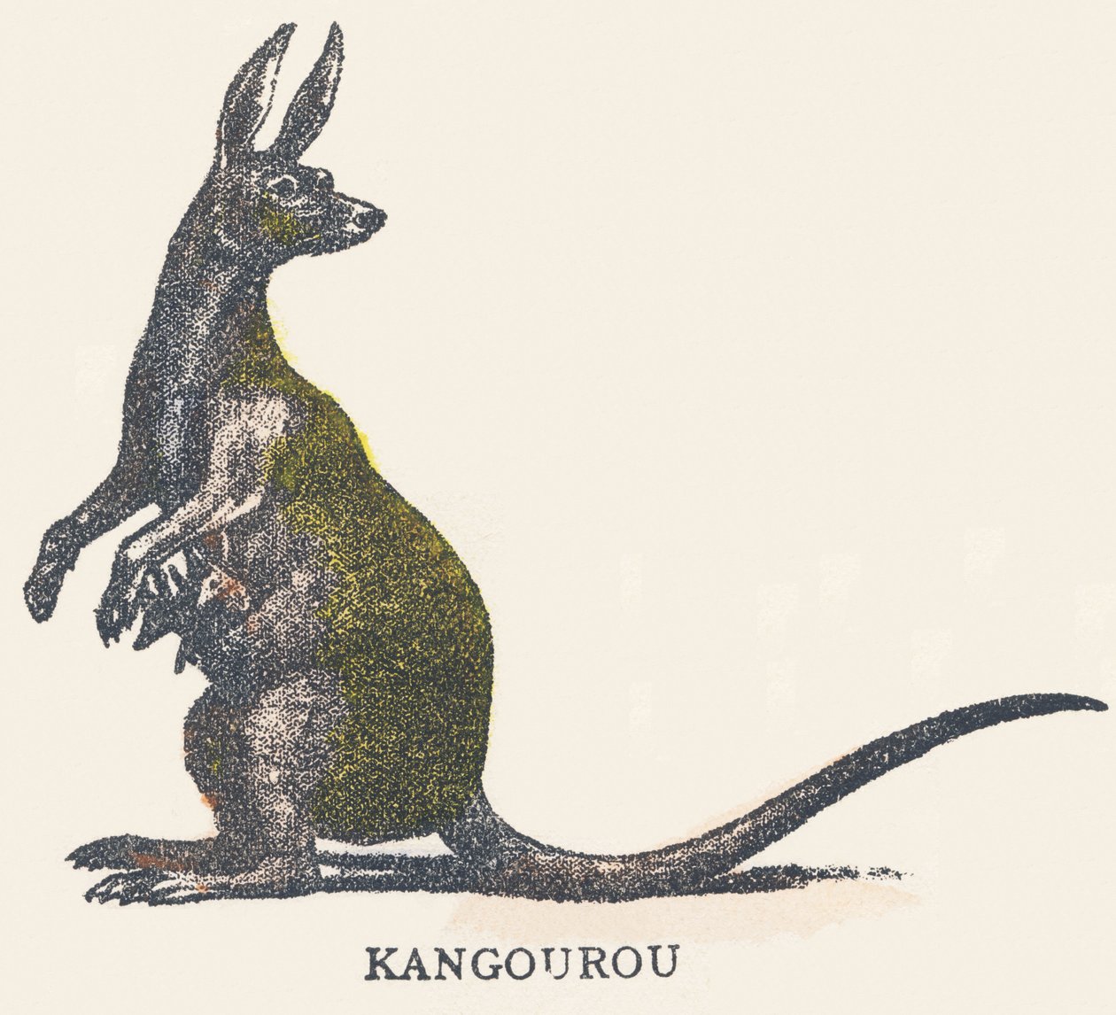 Canguro da Unknown artist