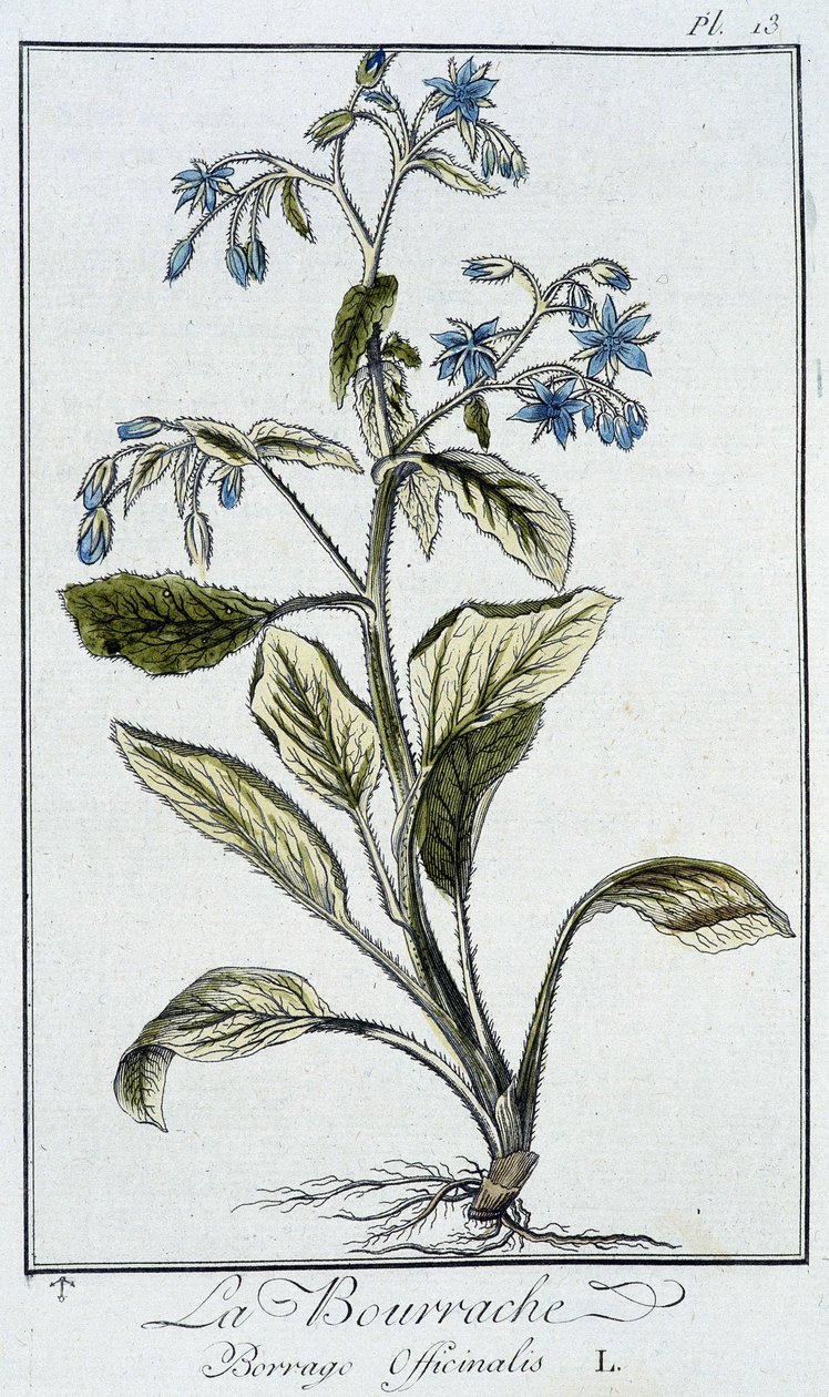 La borragine (Borrago officinalis) - in "Exercises de botany à l