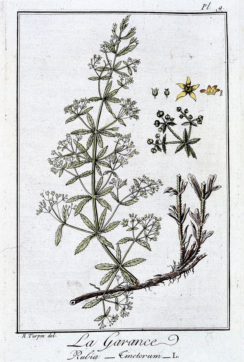 La Robbia (Rubia Tinctorum) - in "Esercizi di botanica per commercianti", scritto da J.C. Philibert, Imprimerie de Crapelet, Parigi da Unknown artist
