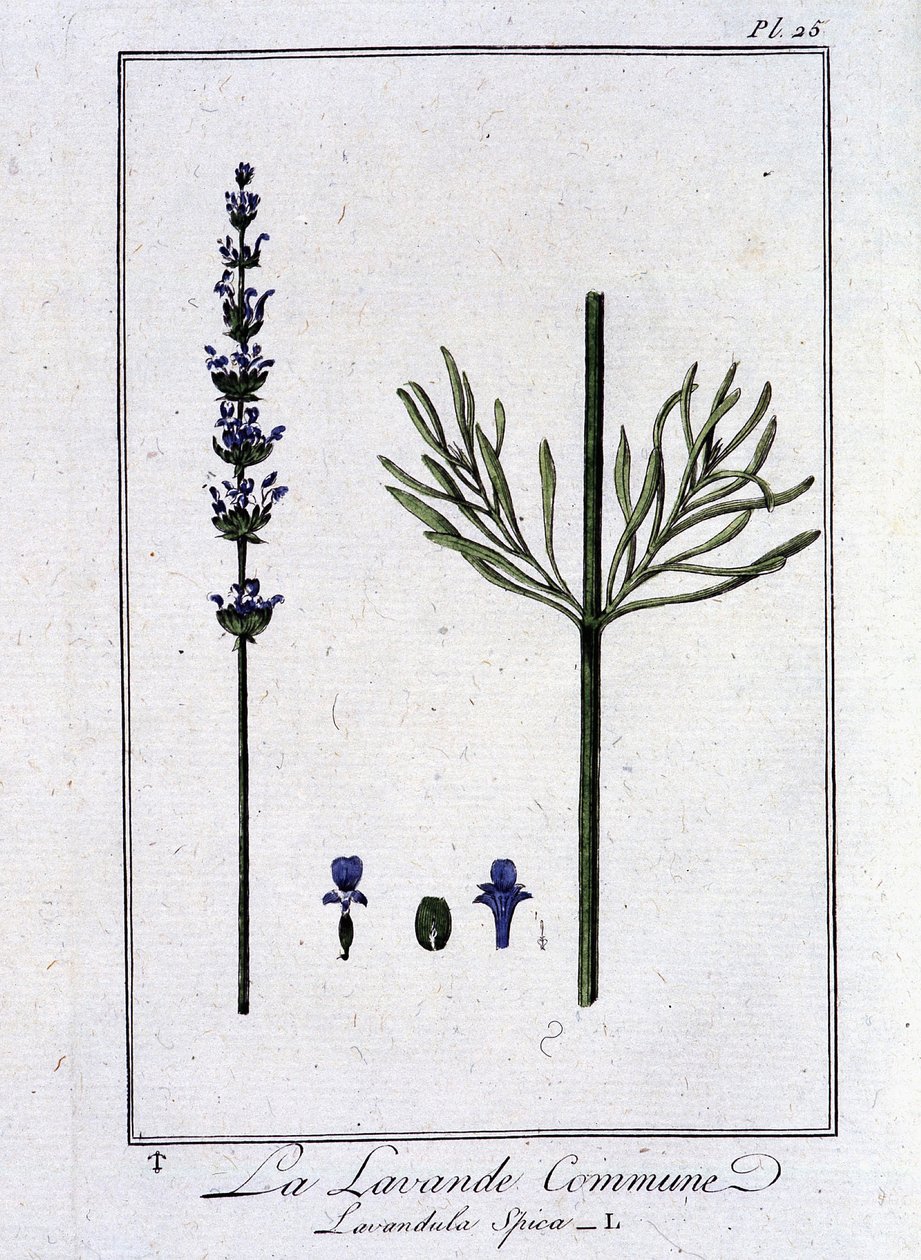 La Lavanda Comune (Lavandula Spica) - in "Esercizi di botanica per l