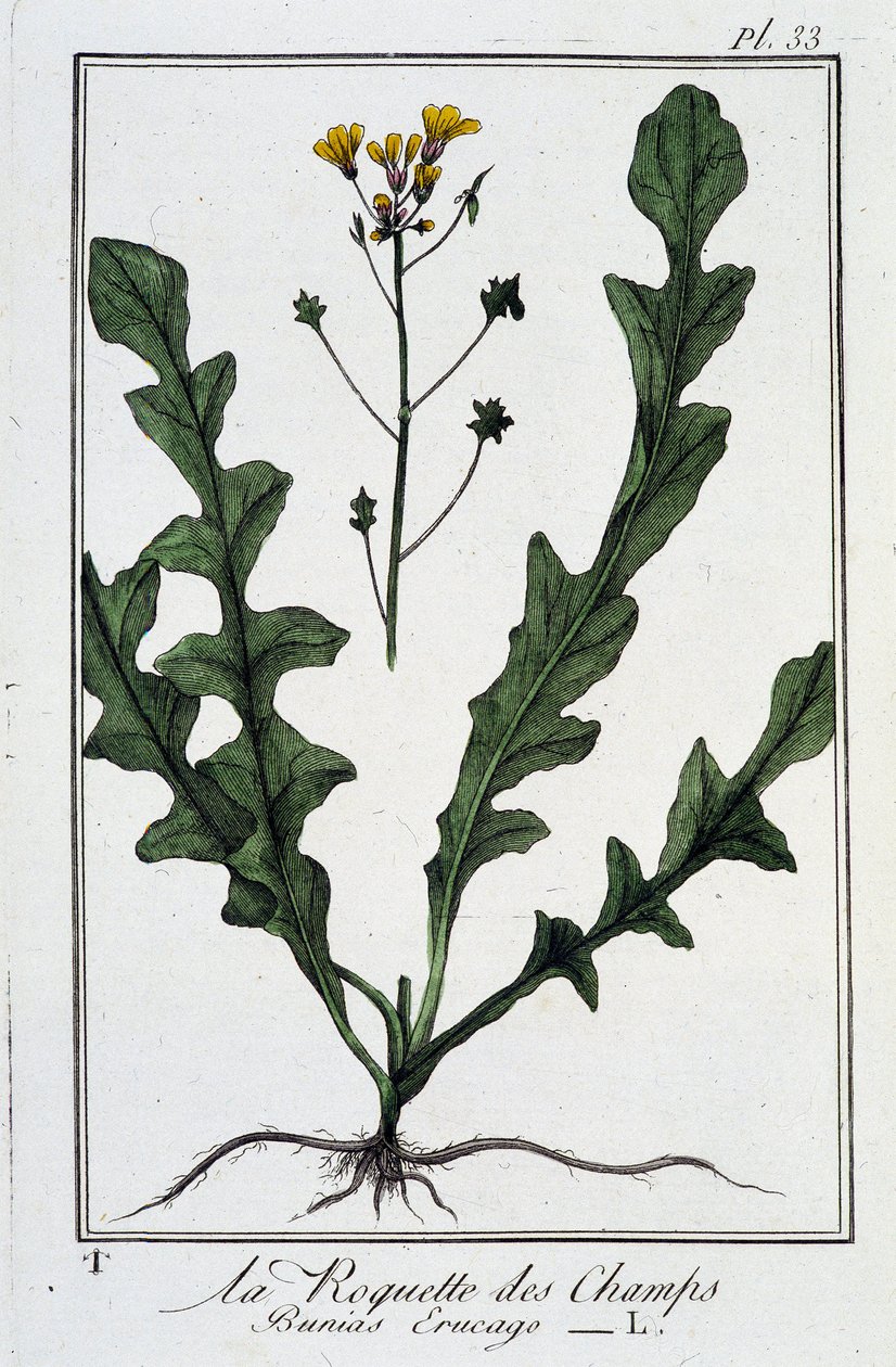 La Rucola dei campi (Bunias Erucago) - in "Esercizi di botanica per commercianti", scritto da J.C. Philibert, Imprimerie de Crapelet, Parigi da Unknown artist