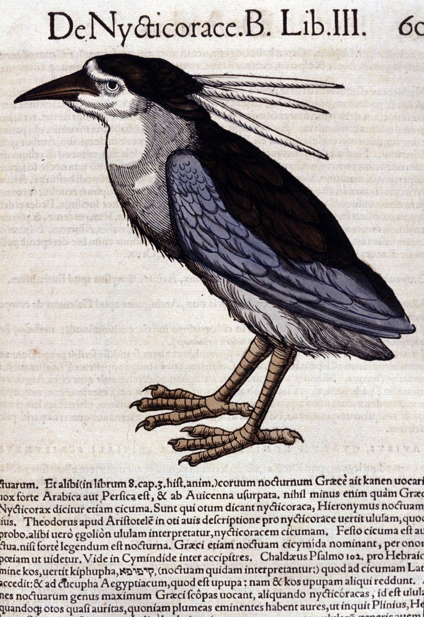 La bihoreau in Historia Animalium di Conrad Gesner (1516 - 1565), Tiguri da Unknown artist