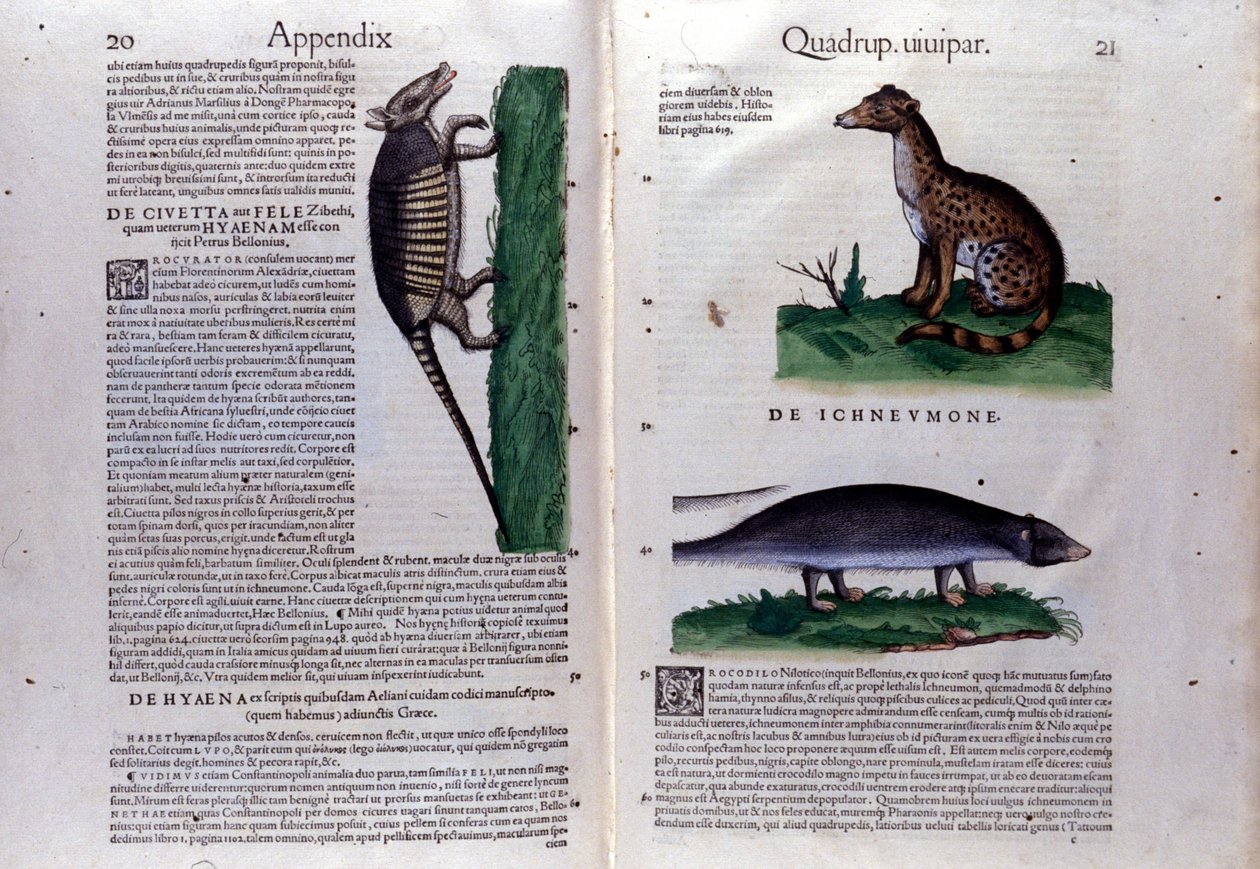 La civetta, la iena e la mangusta, in Historia Animalium di Conrad Gesner (1516 - 1565), Tiguri da Unknown artist