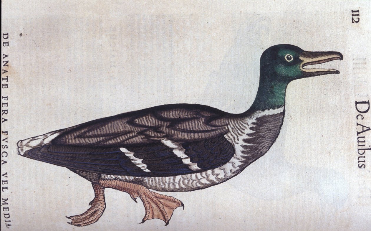 La ducard souchet in Historia Animalium di Conrad Gesner (1516 - 1565), Tiguri da Unknown artist