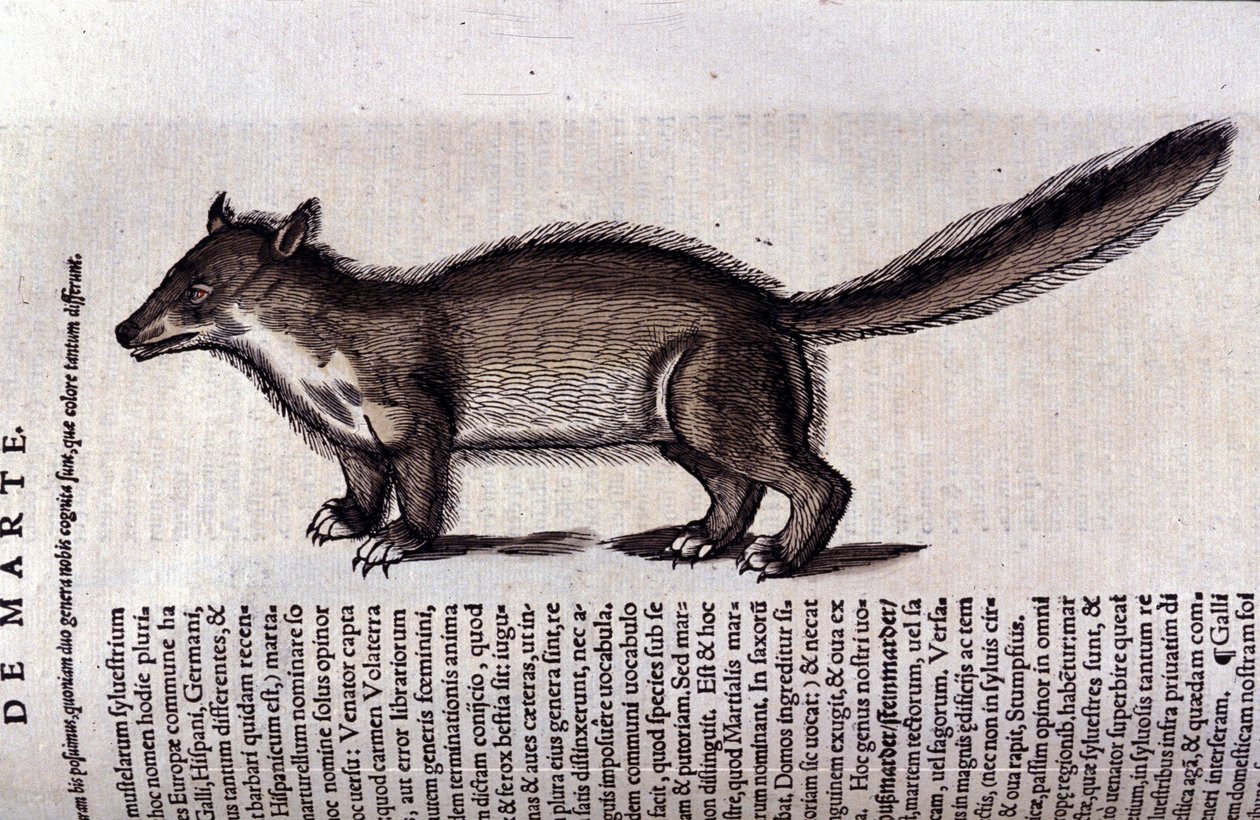 La martora in Historia Animalium di Conrad Gesner (1516 - 1565), Tiguri da Unknown artist