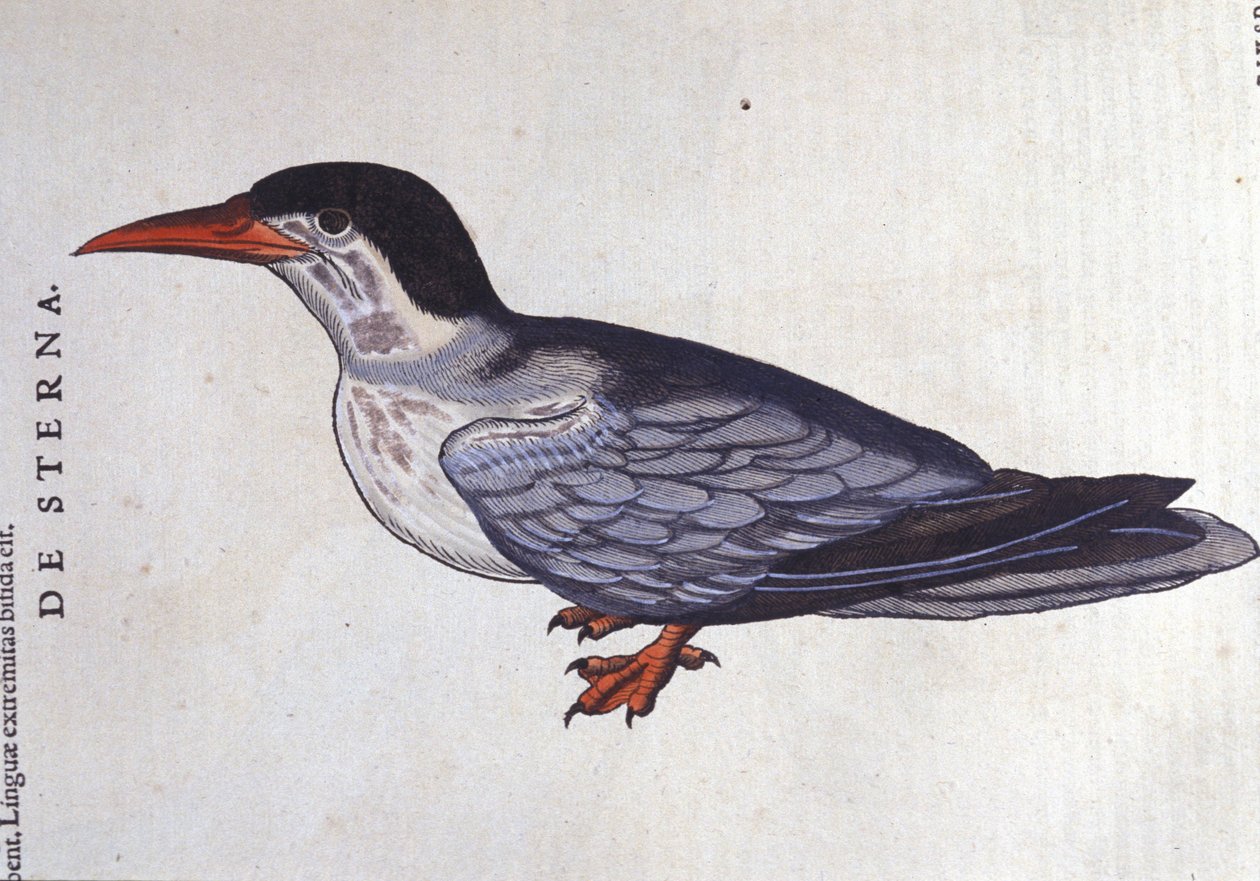 La sterna in Historia Animalium di Conrad Gesner (1516 - 1565), Tiguri da Unknown artist