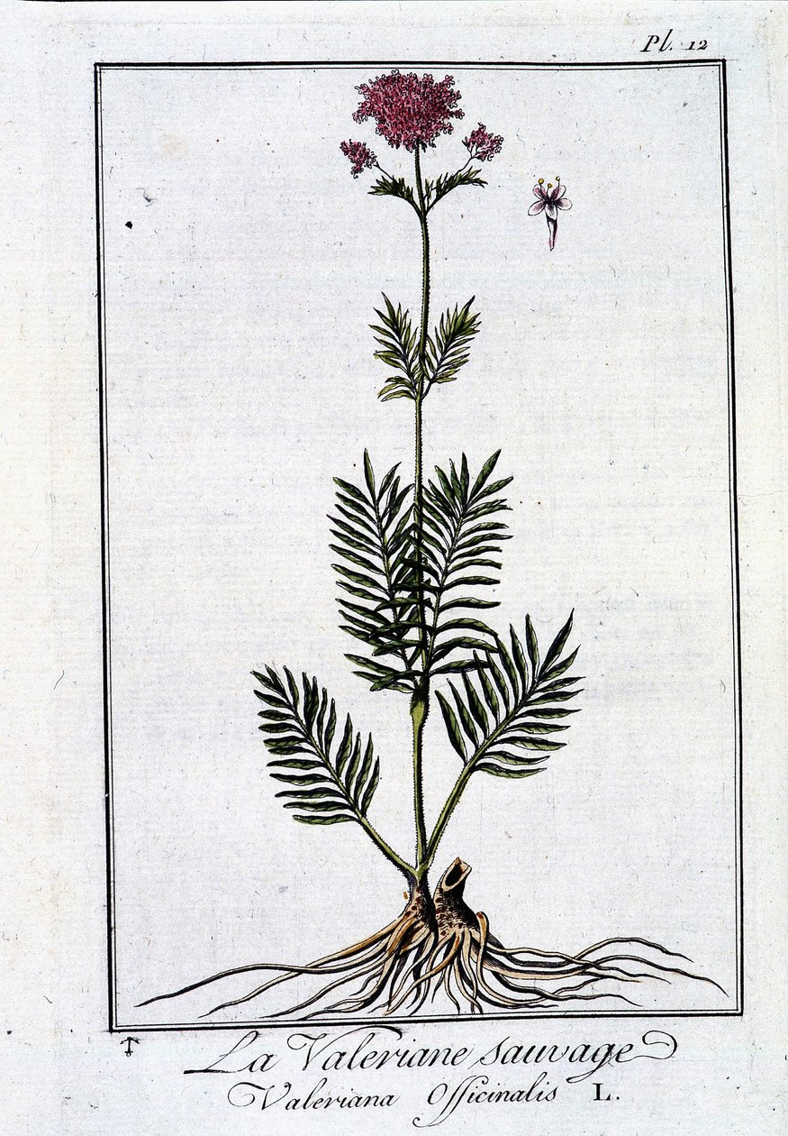 La valeriana selvatica - in "Esercizio di botanica ad uso dei commercianti" di J.C. Philibert, imp. di Crapelet, Parigi da Unknown artist