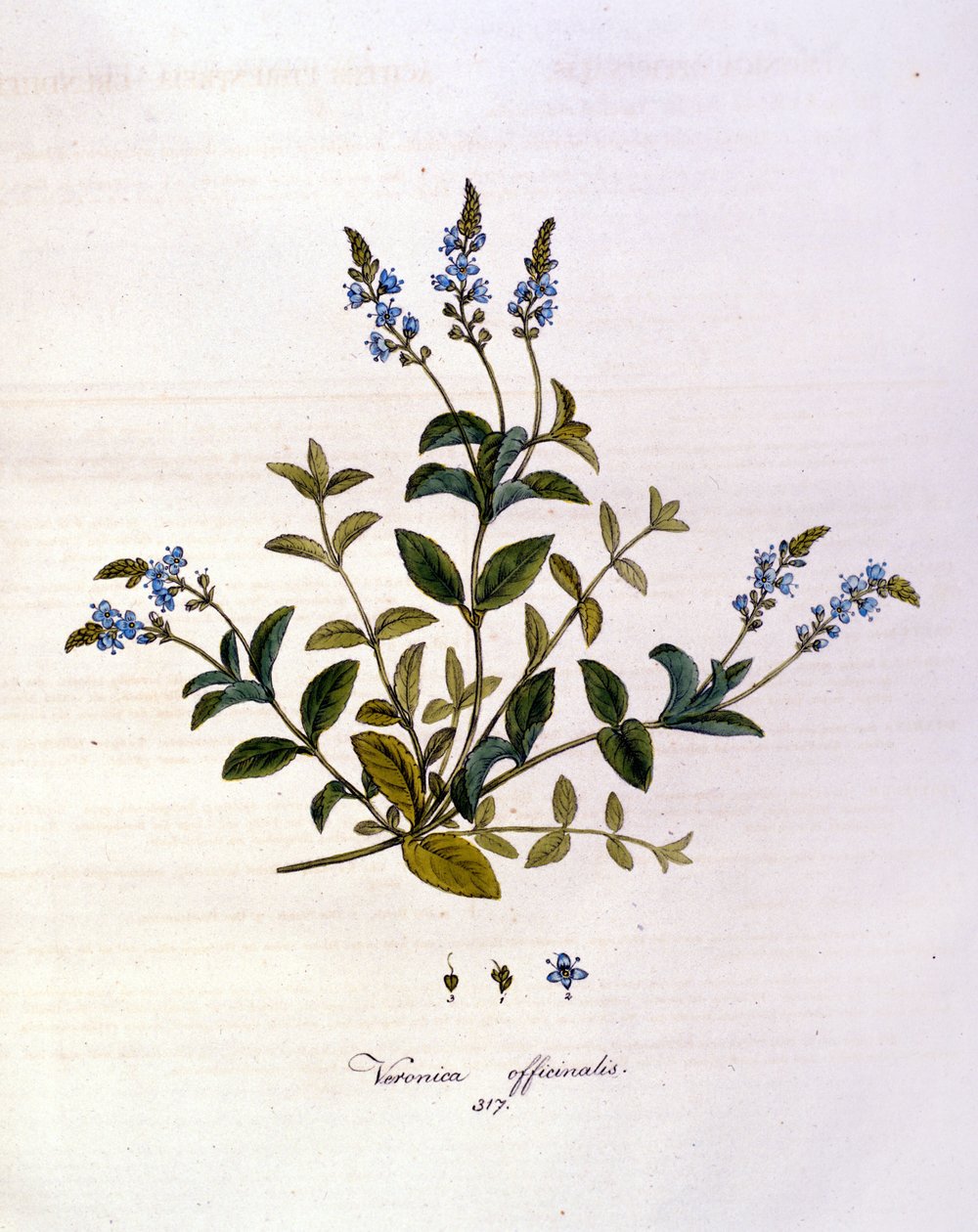 La Veronica. Incisione del XIX secolo da Unknown artist