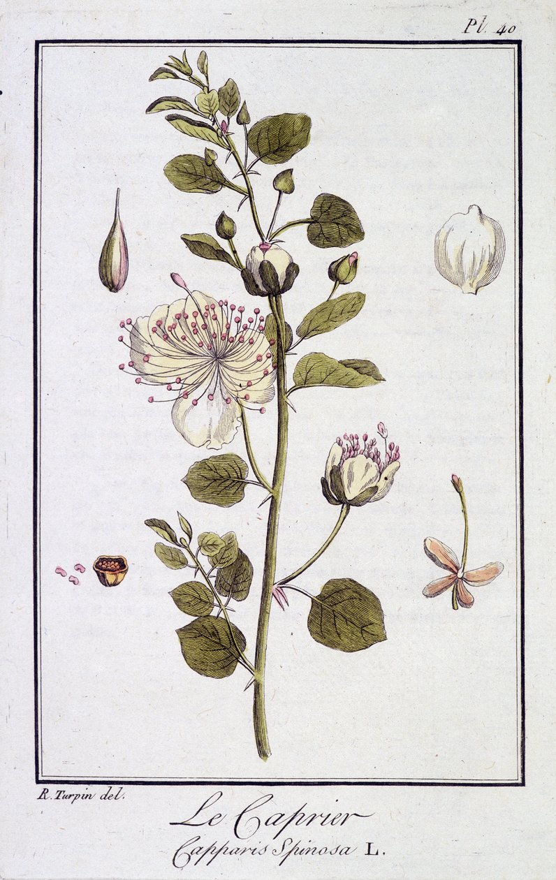Il cappero (Capparis Spinosa) - in 