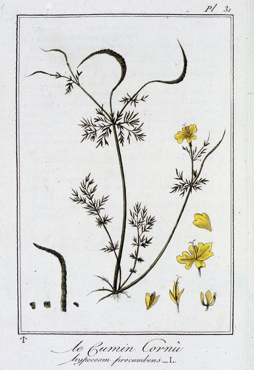 Il Cumino corno (Hypecoom procumbens) - in "Esercizi di botanica per commercianti", redatto da J.C. Philibert, Imprimerie de Crapelet, Parigi da Unknown artist