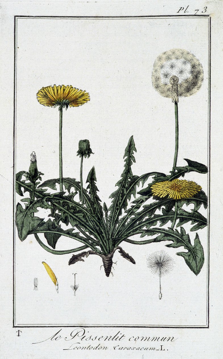 Il Dente di leone comune (Leontodon taraxacum) - in "Esercizi di botanica per commercianti", scritto da J.C. Philibert, Imprimerie de Crapelet, Parigi da Unknown artist
