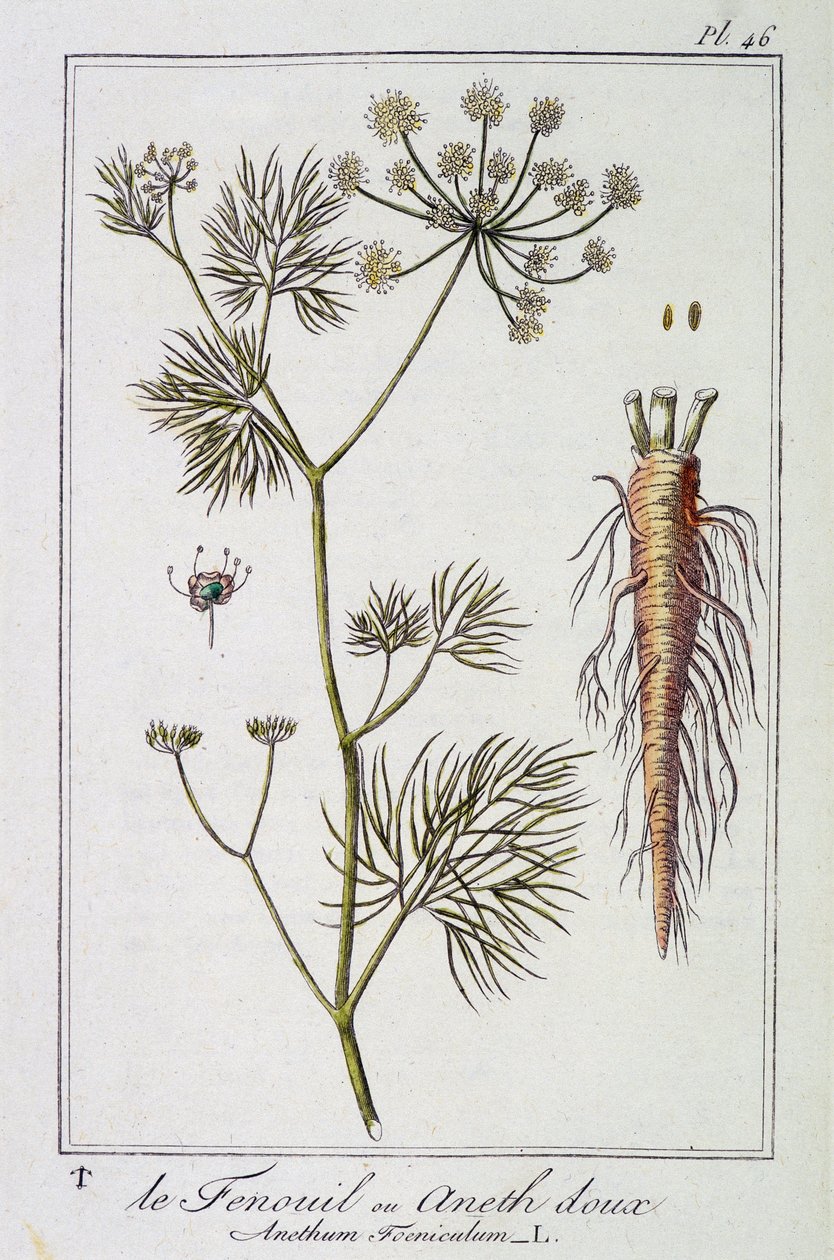 Il Finocchio dolce (Anethum Foeniculum) - in "Esercizi di botanica per commercianti", redatto da J.C. Philibert, Imprimerie de Crapelet, Parigi da Unknown artist