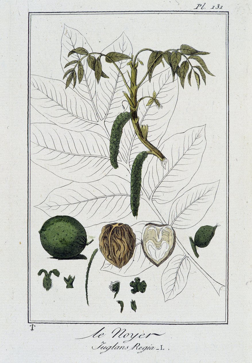 Il Noce (Juglans Regia) - in "Esercizi di botanica per commercianti", scritto da J.C. Philibert, Imprimerie de Crapelet, Parigi da Unknown artist