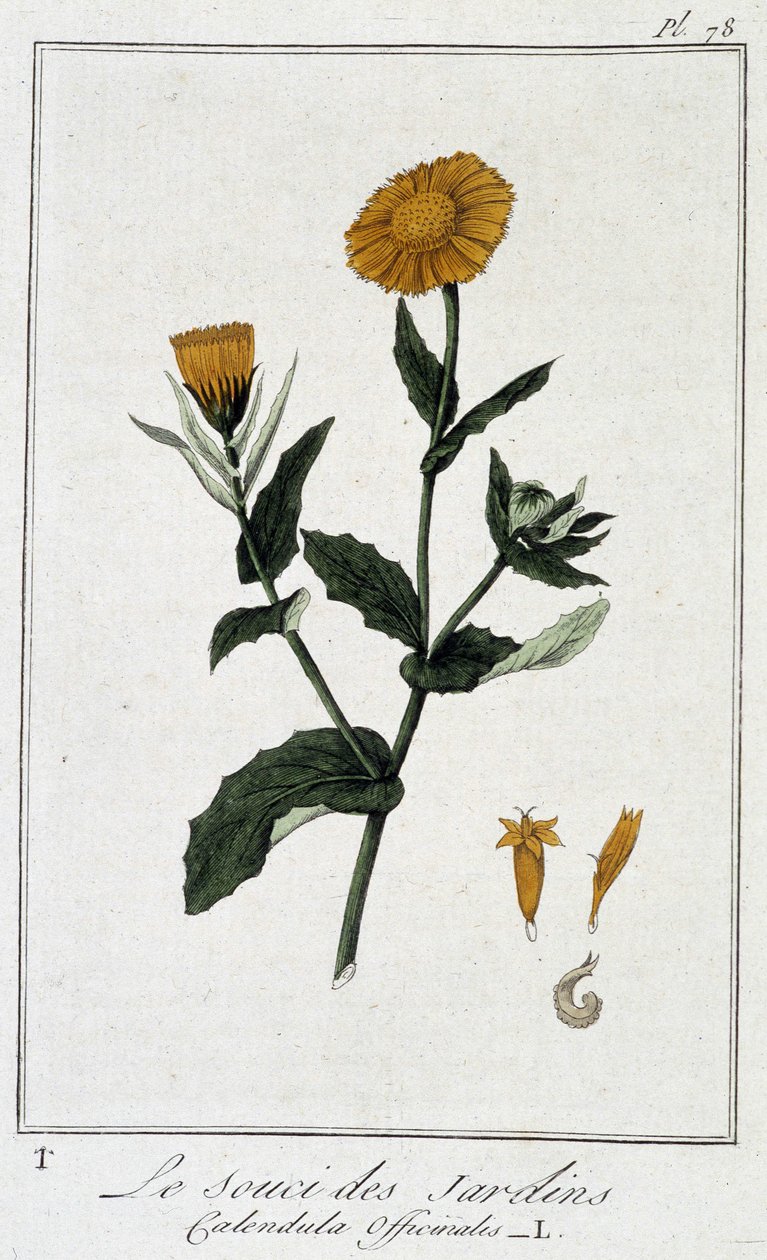 Il Calendula (Calendula Officinalis) - in "Esercizi di botanica per l