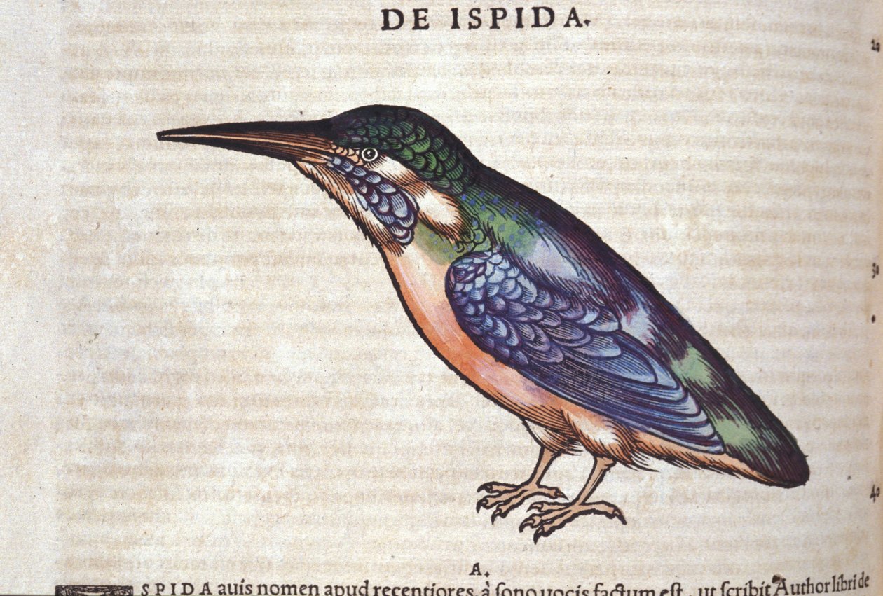 Il gruccione in Historia Animalium di Conrad Gesner (1516 - 1565), Tiguri da Unknown artist