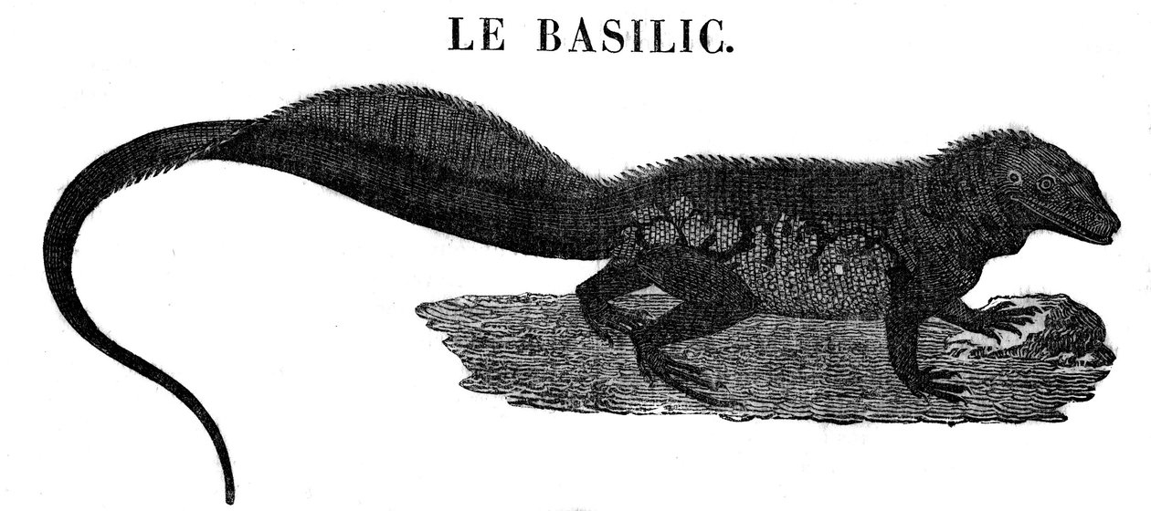 Mostro leggendario: rappresentazione del rettile Basilisco da Unknown artist