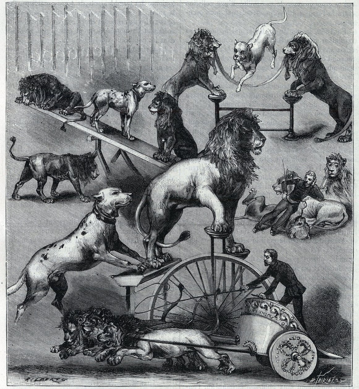 I leoni addestrati del Nouveau Cirque a Parigi: diversi trucchi di un numero acrobatico con leoni, ammaestratori e cani. da Unknown artist