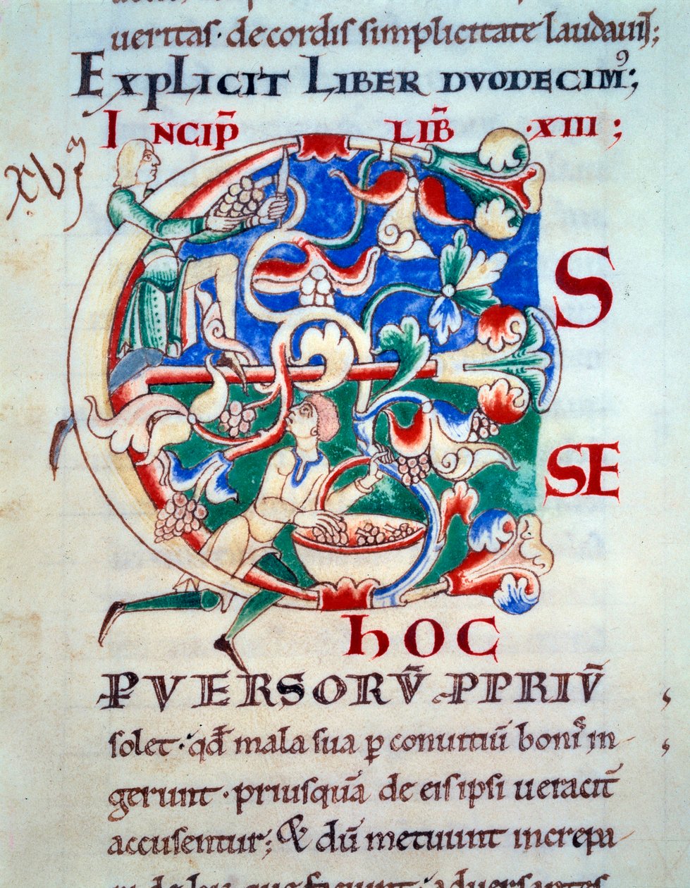 Lettera C; una vite, inizio XII secolo. Miniatura del Medioevo. Manoscritto Moralia in Job dall
