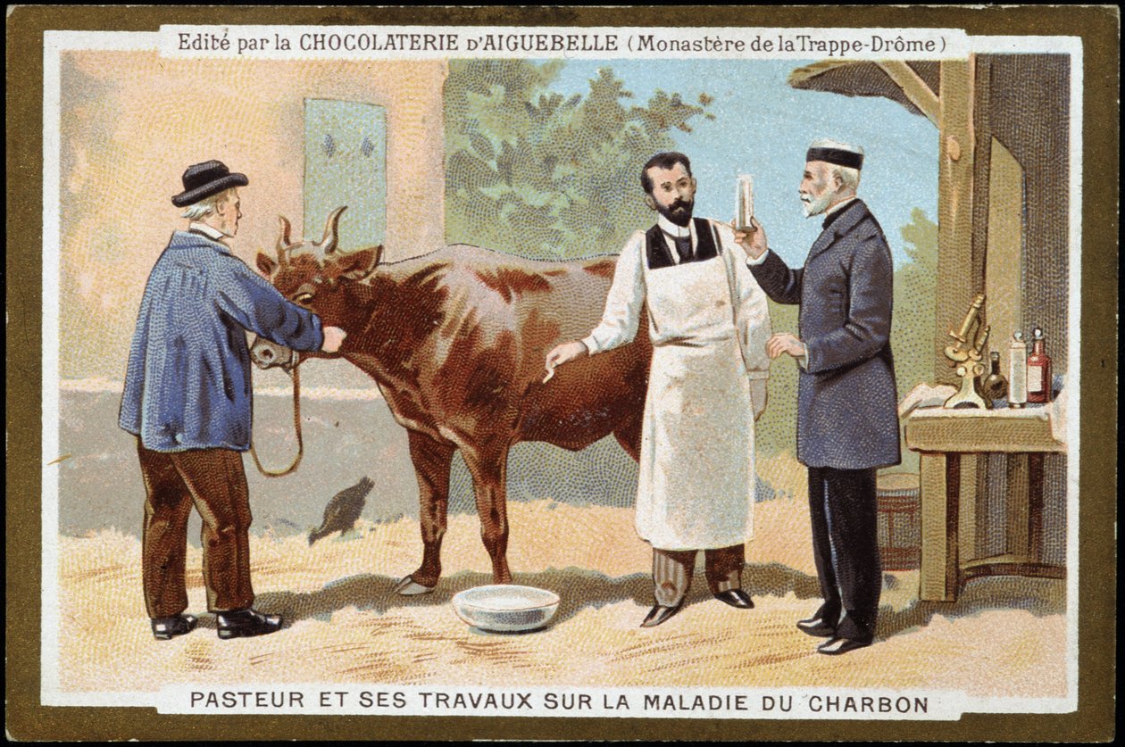 Louis Pasteur e il suo lavoro sulla malattia del carbonchio - etichetta pubblicitaria dei Cioccolati d