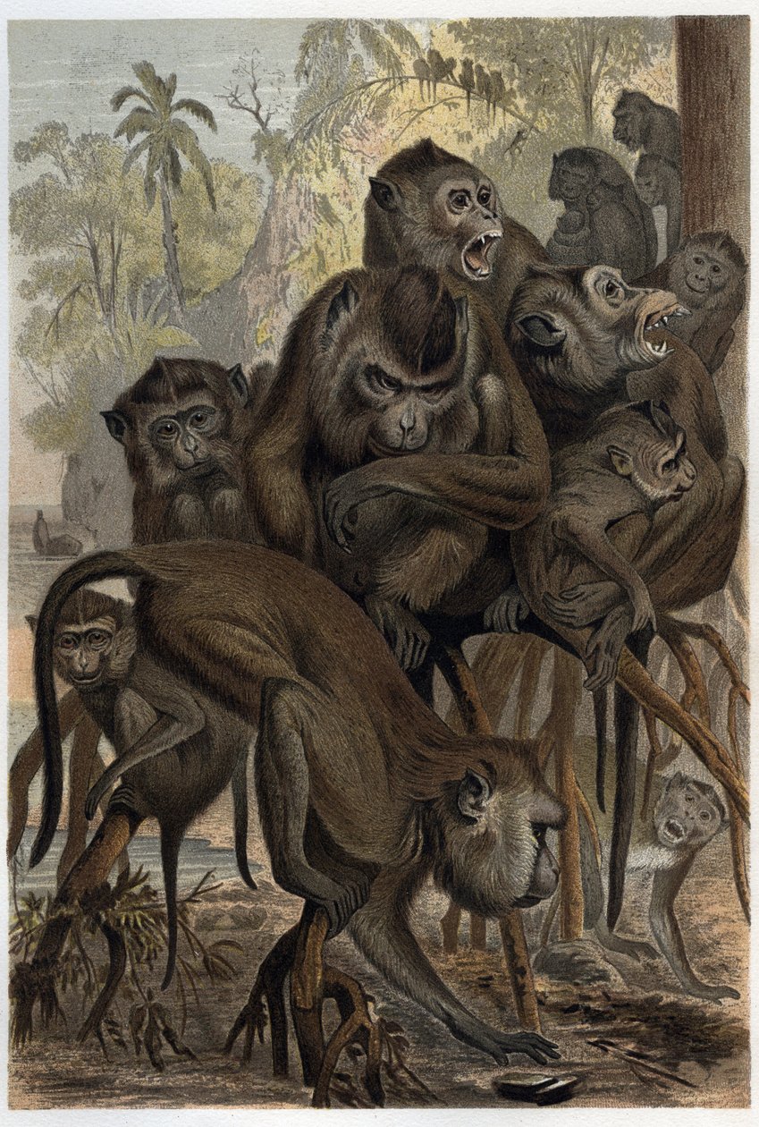 Macachi (Macaca) - incisione da 