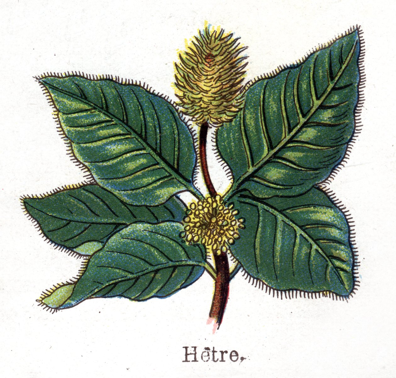 Piante botaniche medicinali e alimentari: faggio. Incisione in "La medication naturelle", di Friedrich Eduard Bilz (1842-1922) da Unknown artist