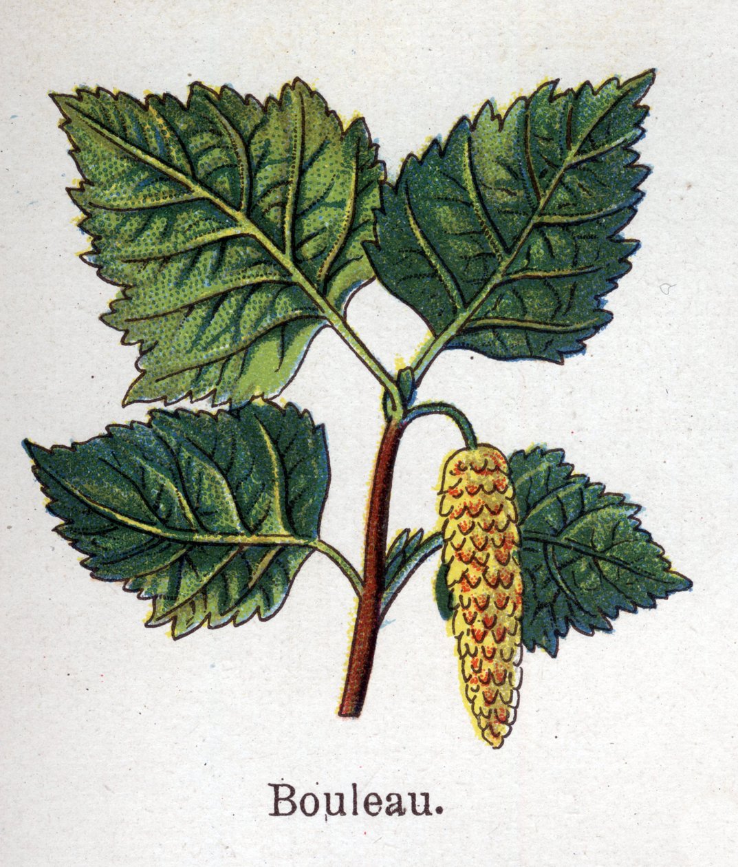 Piante botaniche medicinali e alimentari: betulla. Incisione in 