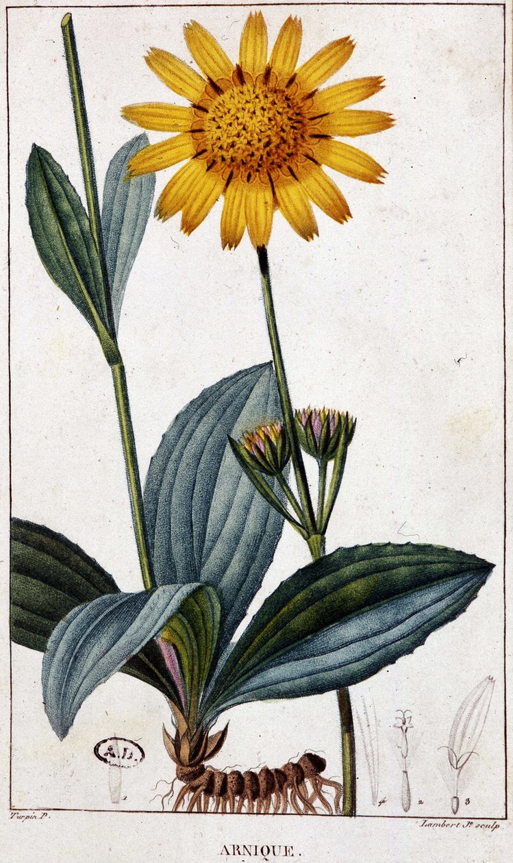 Pianta medicinale: Arnica - tavola botanica, fine XIX secolo da Unknown artist