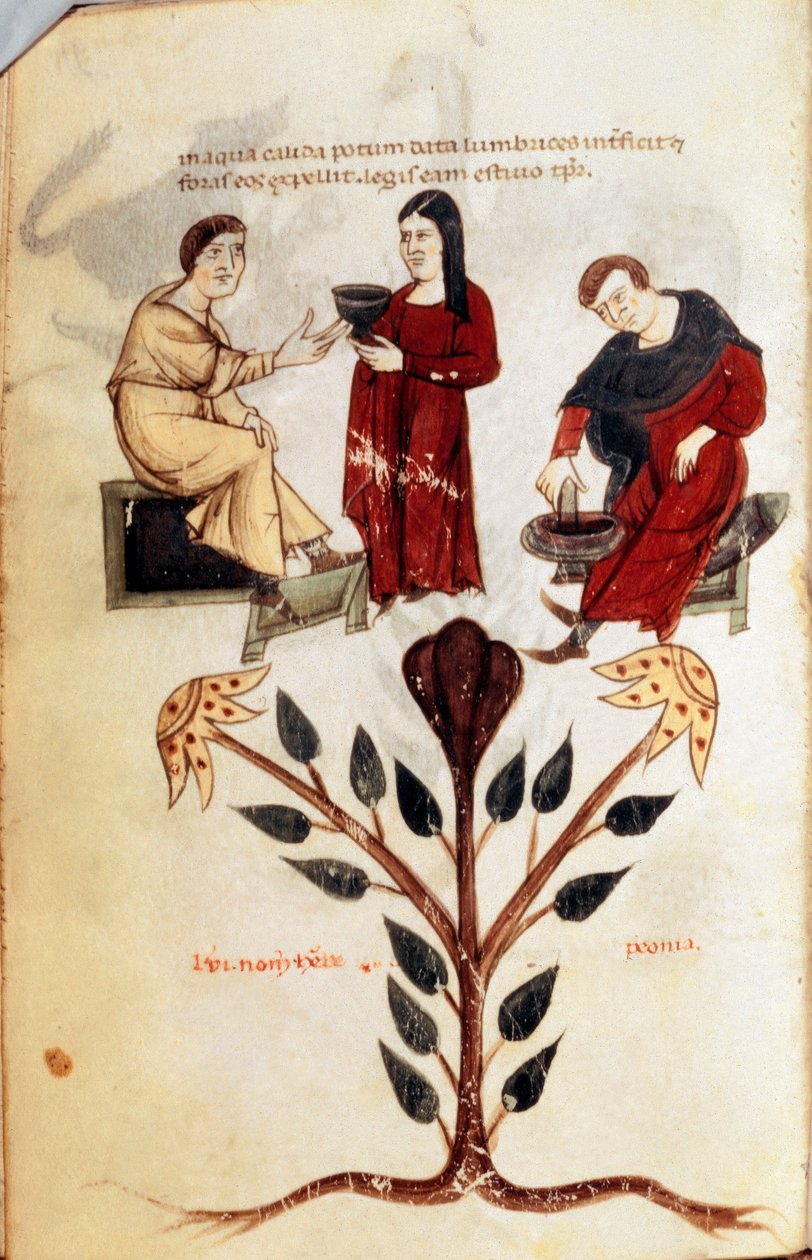 Medicina: preparazione di una pozione a base di erbe (peonia). Miniatura tratta da "De diversis herbis" di Ippocrate il Grande o Ippocrate di Coo (460-370 a.C.) medico greco da Unknown artist