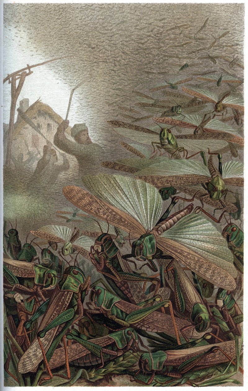 Locusta migratoria - La locusta migratoria (Locust migratoria) - incisione da "Brehm