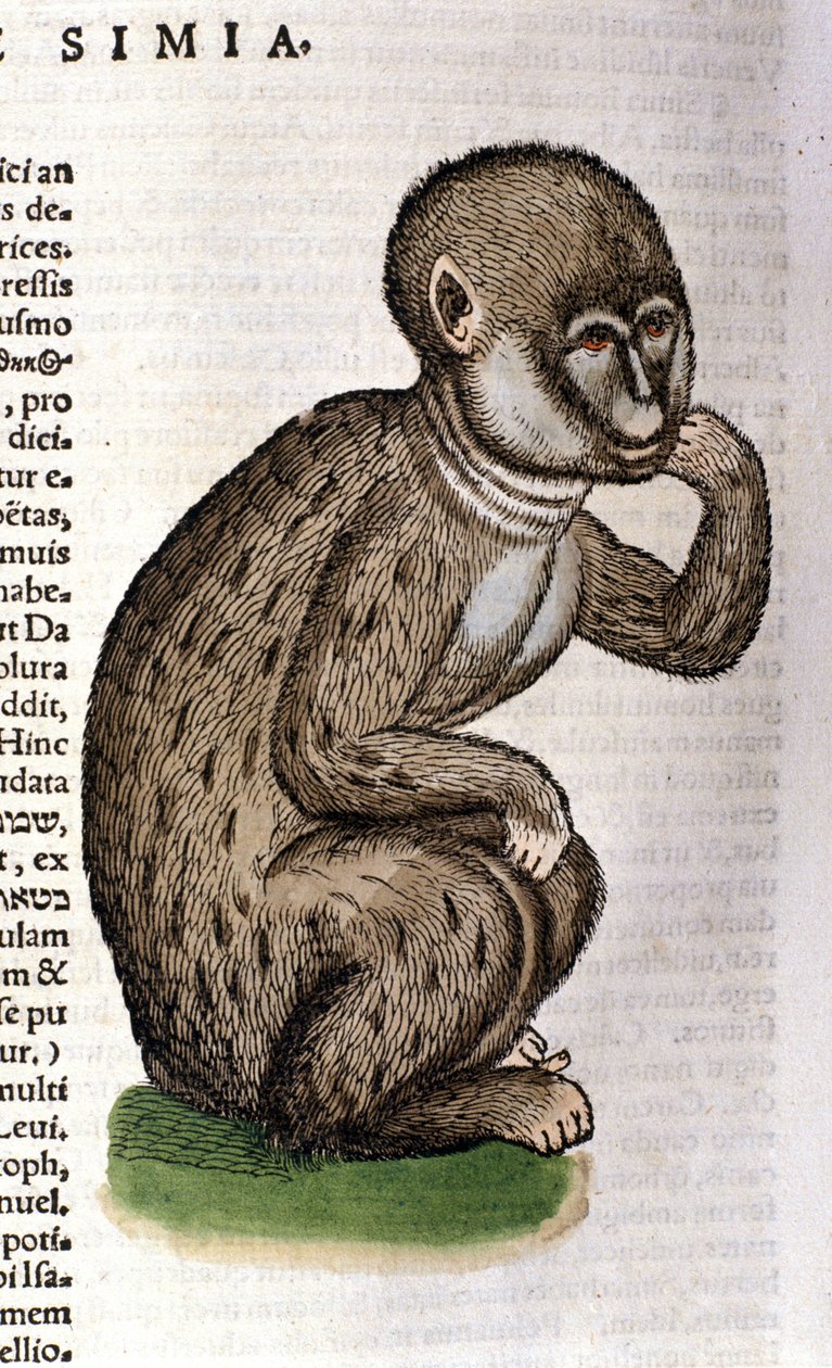Scimmia dopo la Historia Animalium di Conrad Gesner, Tiguri 1560. Biblioteca nazionale Braidense. Milano da Unknown artist