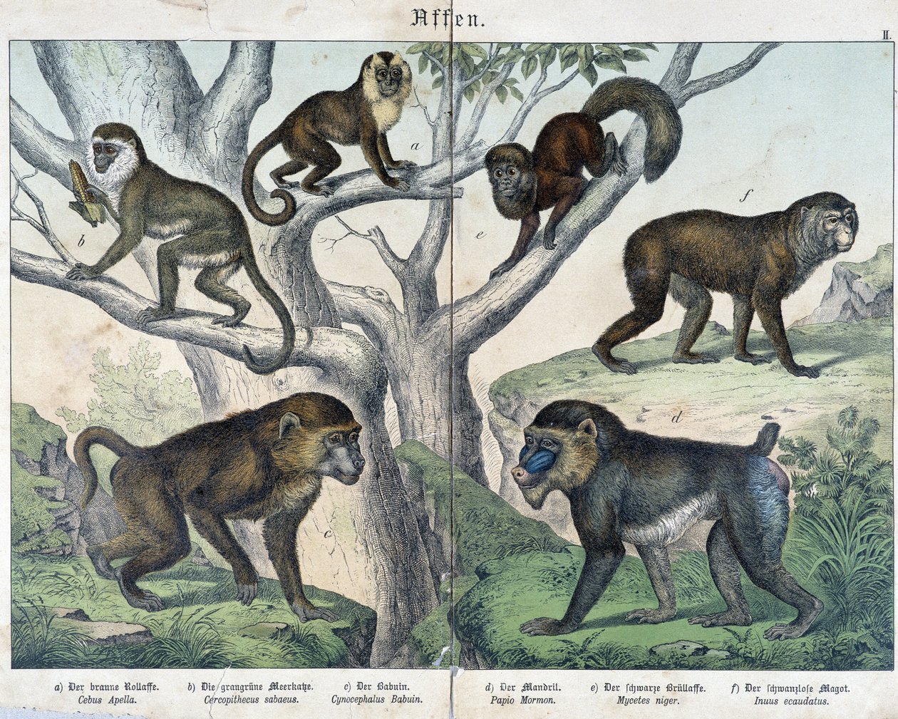 Scimmie: scimmie... - in “Natural histories of mammals”, ed. Schreiber da Unknown artist